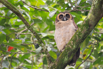 A brown wood owl perched on a moss covered tree branch in a lush green forest. The owls striking dark eyes and finely patterned feathers blend naturally with the surrounding foliage.