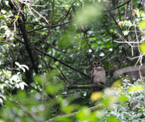 A brown wood owl perched on a moss covered tree branch in a lush green forest. The owls striking dark eyes and finely patterned feathers blend naturally with the surrounding foliage.
