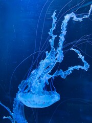 jellyfish in aquarium, loro park Tenerife 