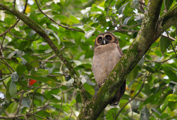 A brown wood owl perched on a moss covered tree branch in a lush green forest. The owls striking dark eyes and finely patterned feathers blend naturally with the surrounding foliage.
