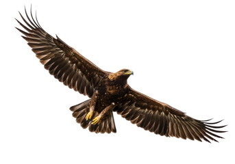 Isolated Golden Eagle soars with wings spread wide, majestic and regal against a plain background