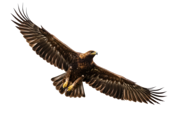 Isolated Golden Eagle soars with wings spread wide, majestic and regal against a plain background
