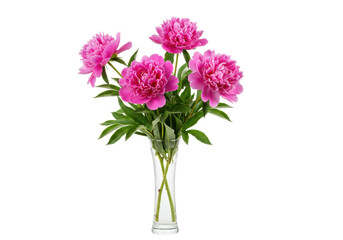 Isolated Pink Peonies in a Vase A Fresh Bouquet of Magenta Blossoms Floral Arrangement