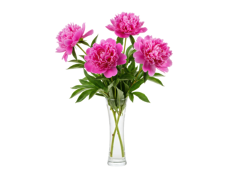 Isolated Pink Peonies in a Vase A Fresh Bouquet of Magenta Blossoms Floral Arrangement