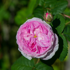 One pink tea rose flower in the garden.