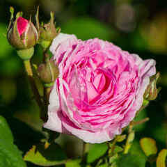 One pink tea rose flower in the garden.