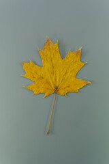 One yellow autumn maple leaf on a gray background.