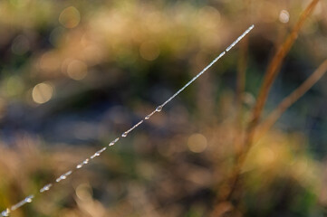Water drops on a spider web against a blurred background.