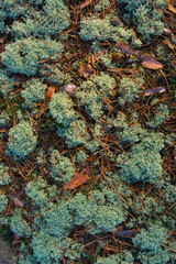 Moss on the ground in a pine forest, autumn.