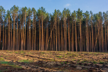 Industrial area of ​​pine forest, autumn.