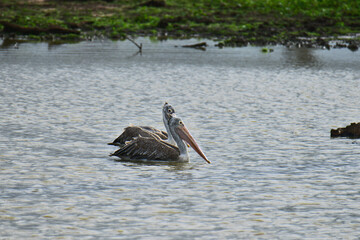 The image captures two Spot-billed Pelicans gracefully swimming in calm water, with subtle hints of lush green vegetation and reflections shimmering in the background.