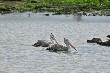 The image captures two Spot-billed Pelicans gracefully swimming in calm water, with subtle hints of lush green vegetation and reflections shimmering in the background.
