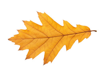 Isolated yellow oak leaf showing autumn color and prominent venation, falling from tree