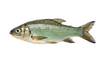 Isolated Green Prussian Carp Fish Freshwater Aquatic Animal from Asia East Europe