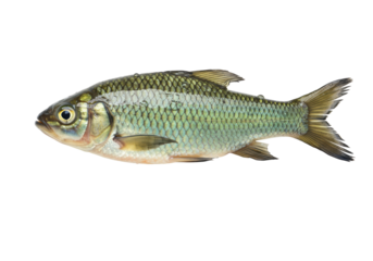 Isolated Green Prussian Carp Fish Freshwater Aquatic Animal from Asia East Europe