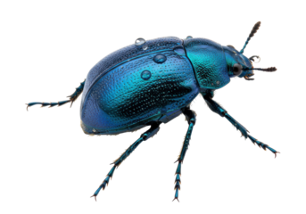 Isolated vibrant turquoise beetle exhibiting iridescent sheen, sparkling with water droplets