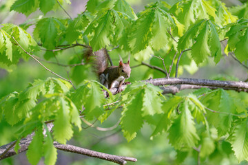 Ezo Squirrel on a Branch in Early Summer, Hokkaido, Japan