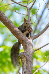 Obraz premium 初夏の北海道で新緑の枝に佇むエゾリス