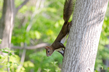 初夏の北海道で新緑の枝に佇むエゾリス