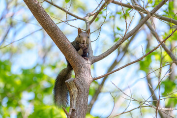 Ezo Squirrel on a Branch in Early Summer, Hokkaido, Japan