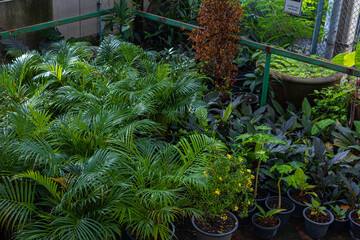 Various colorful leaf indoor plant