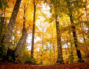 Obraz premium Autumn forest canopy (1)