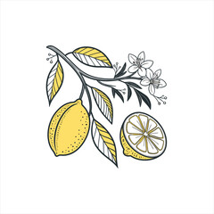Lemon branch with fruit leaves and flowers on white background
