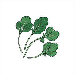 Illustration of fresh green cilantro leaves on a white background