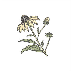 Hand drawn illustration of a pale yellow coneflower with a bud and leaves