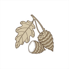 Illustration of oak leaves and acorns on a white background