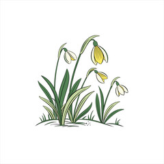 Delicate snowdrops blooming in spring with green leaves and white background