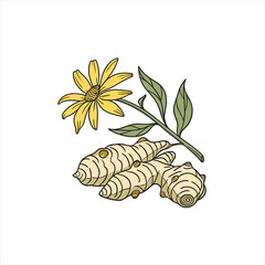 Illustration of ginger root and a yellow flower on a stem