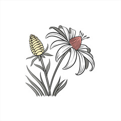 Stylized illustration of a coneflower and a seed pod