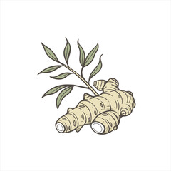 Hand drawn illustration of fresh ginger root with leaves on white background