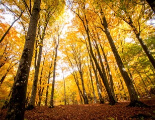 Fototapeta premium Autumn forest canopy viewed from below