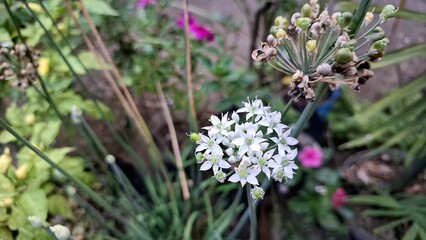 Blooming White Allium Nigrum Flowers, Black Garlic Broadleaf Leek Ornamental Plant Macro Close-up in Garden