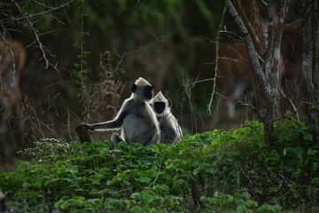 
Two gray langur monkeys sit among green foliage, one with its back to the camera. The foreground is filled with lush greenery.