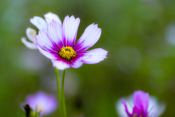 Obraz premium Gesanghua cultivated in urban parks blooms with colorful flowers