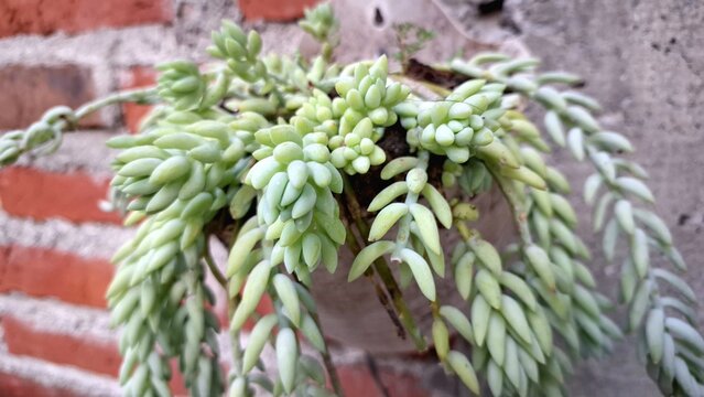 Architectural Succulent Beauty: Sedum morganianum, a Unique Trailing Plant for Modern Interiors