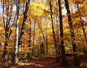 Obraz premium Autumn forest scene with vibrant foliage