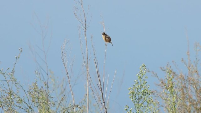 Peque&ntilde;a Tarabilla Com&uacute;n (Saxicola rubicola) posada en rama sin hojas mirando a su alrededor y fondo de cielo azul, Beniarres, Espa&ntilde;a