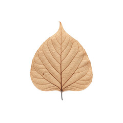 autumn leaf isolated on white