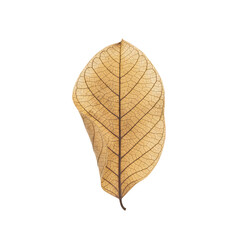 leaf isolated on white background