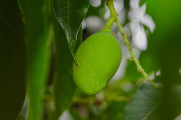 A close-up of a green mango hanging from a branch, surrounded by leaves, showcasing its smooth skin and early ripening stage.