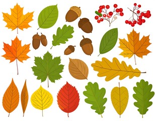 Fototapeta premium Autumn leaves and acorns. Colorful collection of various autumn leaves and acorns on a white background