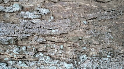 Detailed rustic bark with abstract natural patterns. Great for artistic design, digital overlays, rustic backgrounds, and creative abstract projects