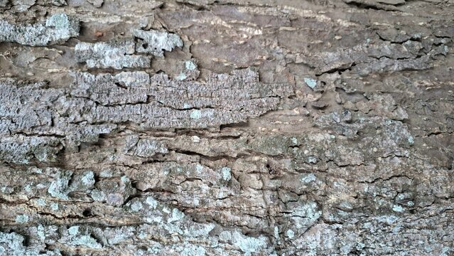 Detailed rustic bark with abstract natural patterns. Great for artistic design, digital overlays, rustic backgrounds, and creative abstract projects