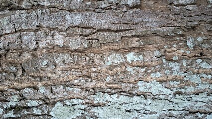 Macro view of tree bark surface in natural condition. Suitable for ecology, environment, forest life, sustainability, and wildlife habitat illustrations