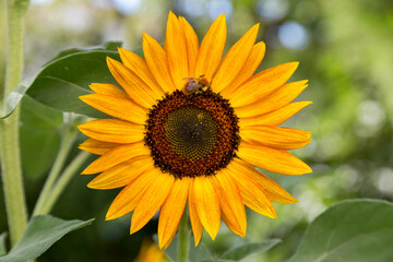 Sunflowers | Tournesols