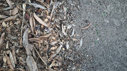 The natural texture of the ground is obscured by a thick layer of dry, dead brown leaves, a common sight during autumn in wooded areas